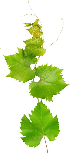 Illustration Shape